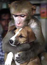 犬と猿、とっても仲良しの画像